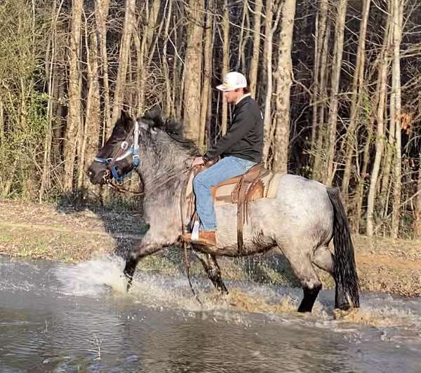 athletic-ridden-western-gelding