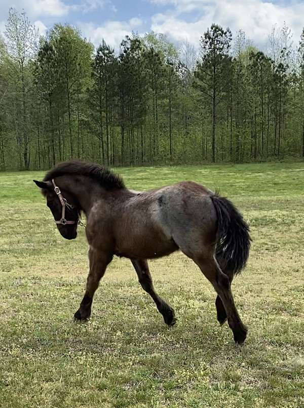 athletic-ridden-western