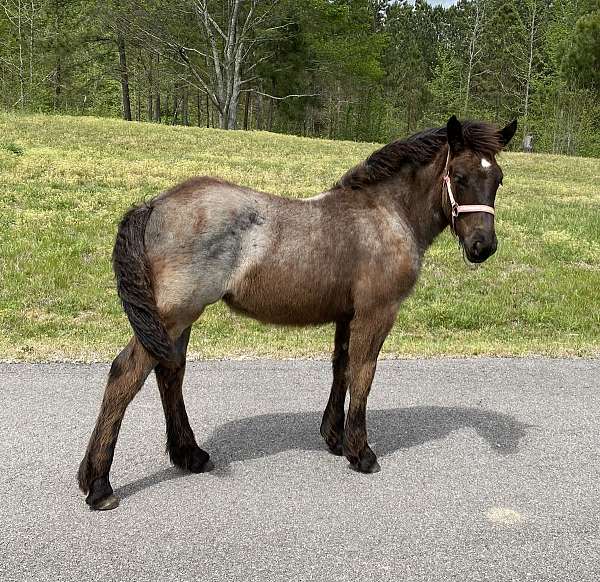 all-quarter-horse