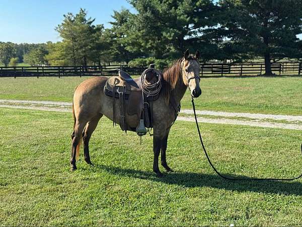 quarter-horse-filly
