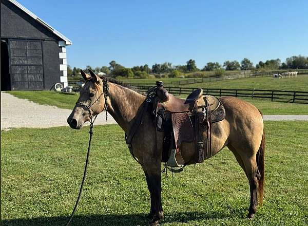 quarter-horse-for-sale