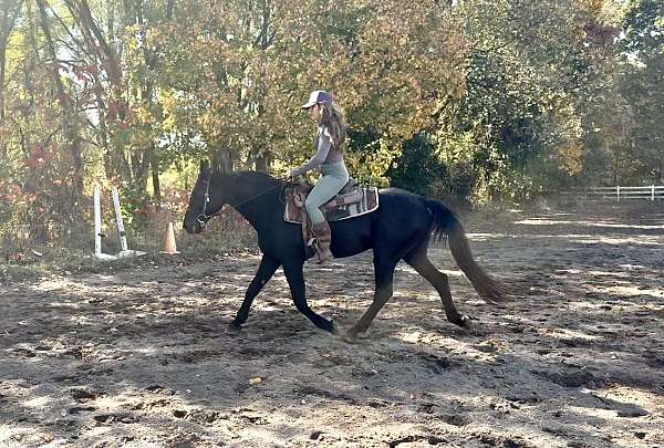 therapy-morgan-horse