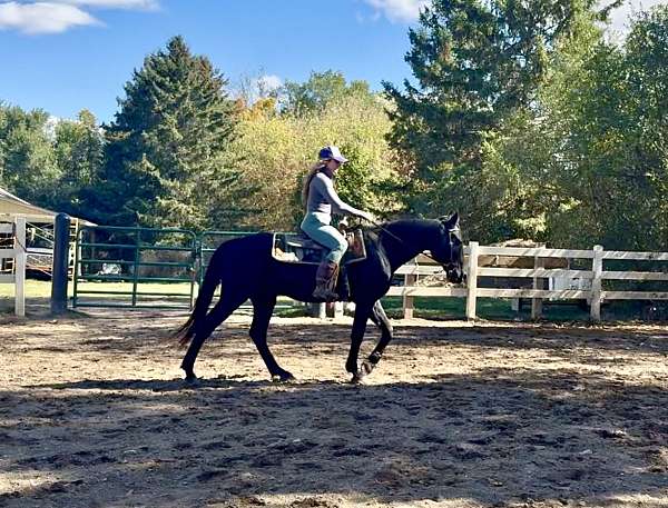 all-around-morgan-horse
