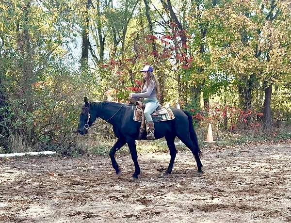 athletic-morgan-horse