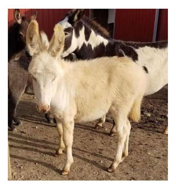 champagne-donkey-filly