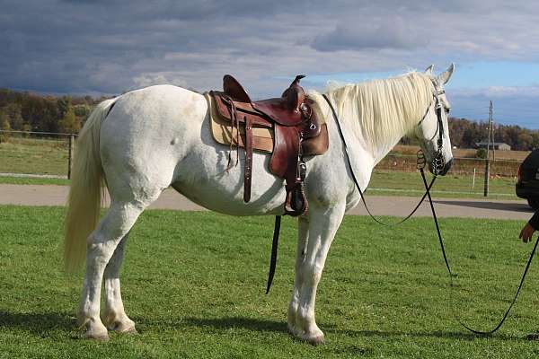 beginner-draft-horse