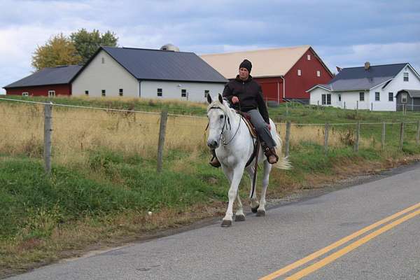 companion-draft-horse