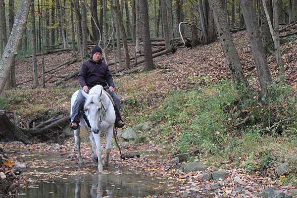 draft-horse