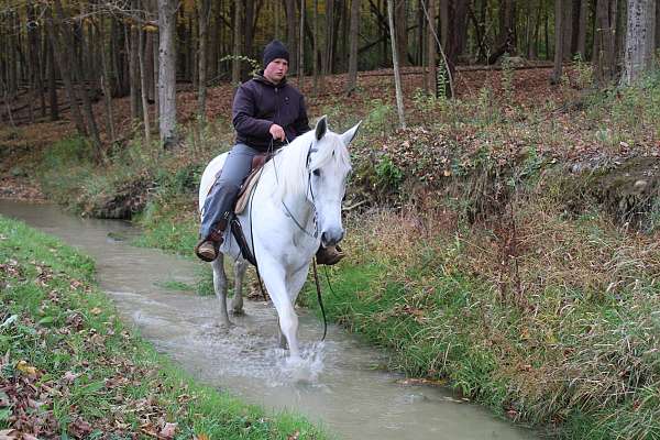 driving-draft-horse