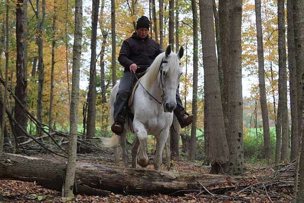 experienced-draft-horse