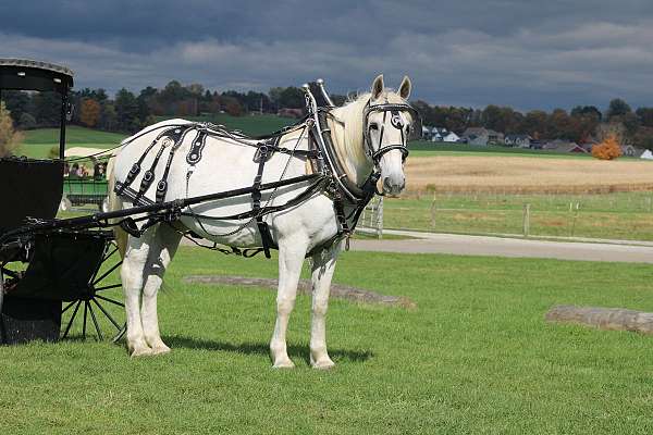 all-around-draft-horse