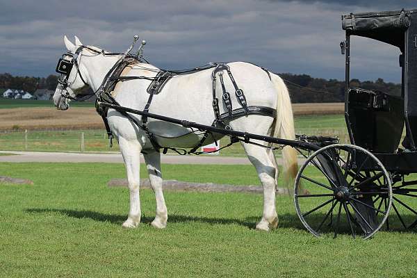 harness-draft-horse