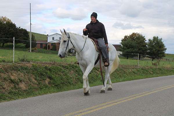 husband-safe-draft-horse