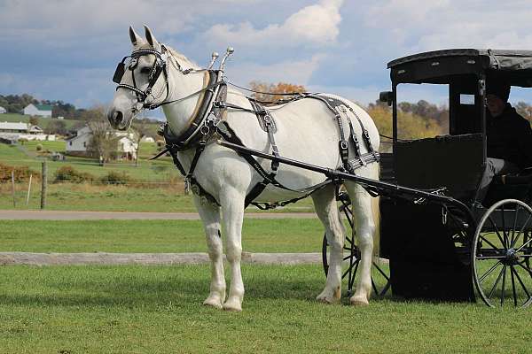 cross-draft-horse