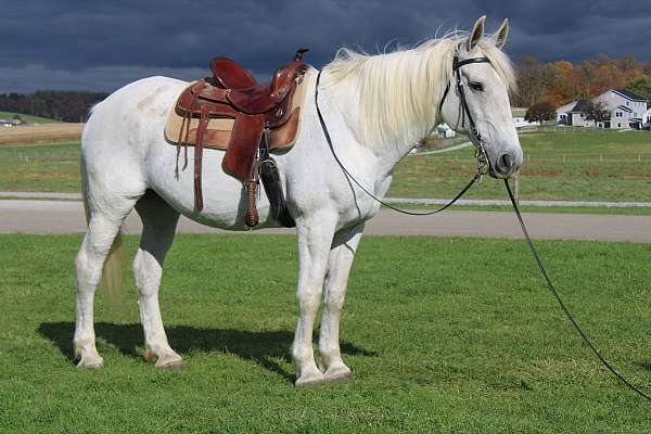 white-none-horse