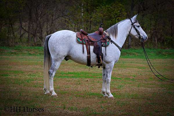 trail-ridi-kentucky-mountain-horse