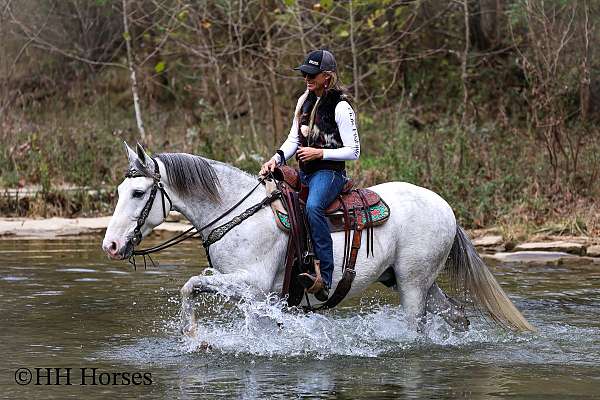 all-around-kentucky-mountain-horse