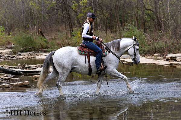 athletic-kentucky-mountain-horse