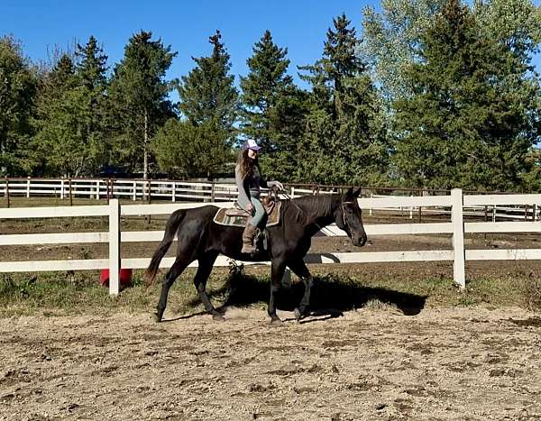 athletic-tennessee-walking-horse