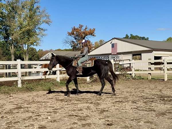 all-around-tennessee-walking-horse