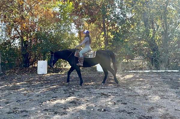 beginner-tennessee-walking-horse
