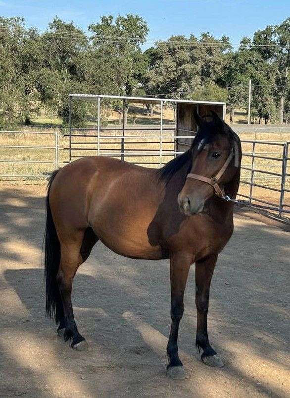 active-arabian-pony