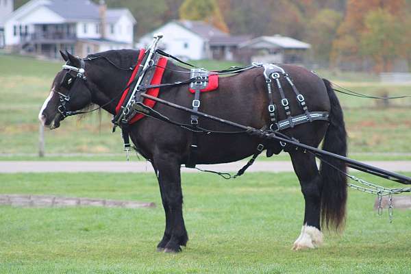 all-around-draft-horse