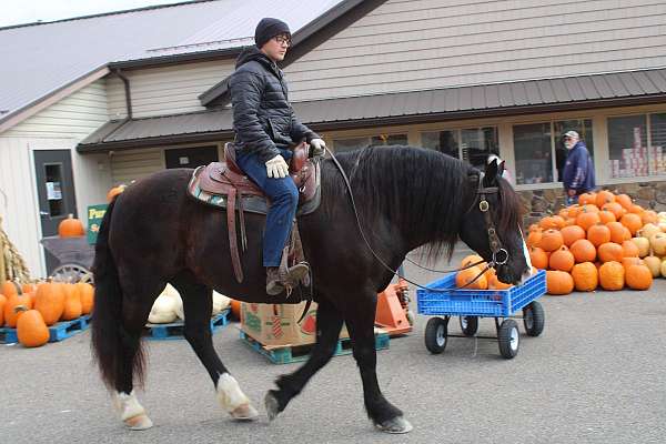 companion-draft-horse