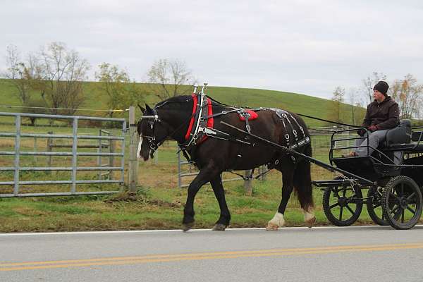 cross-draft-horse