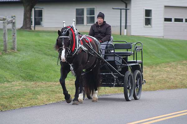 draft-horse