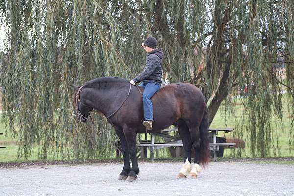 driving-draft-horse