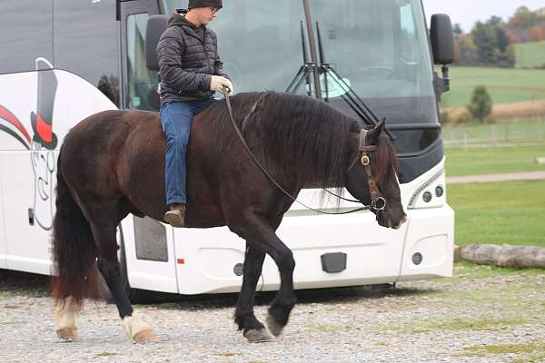 harness-draft-horse