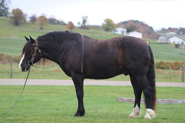 husband-safe-draft-horse