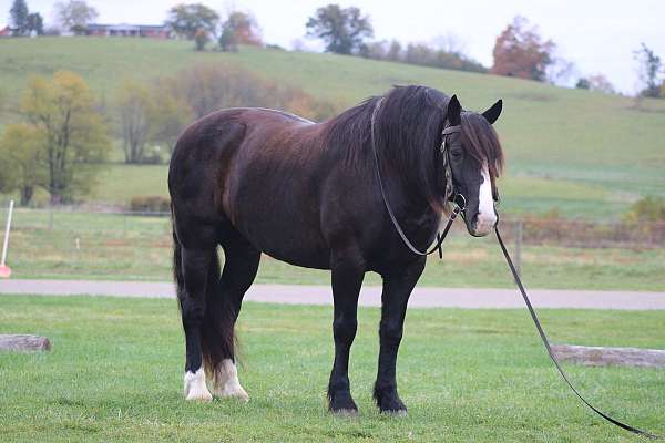 kid-safe-draft-horse