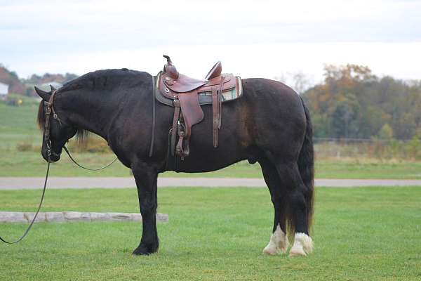 lesson-draft-horse