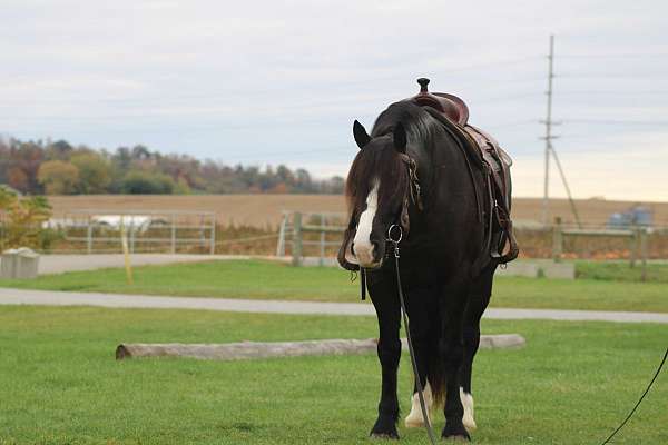 mounted-patrol-draft-horse