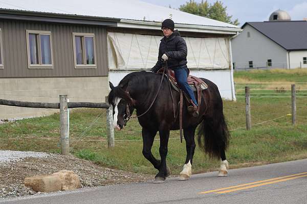 parade-draft-horse