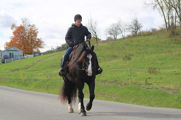 pleasure-driving-draft-horse