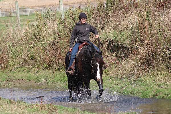 ridden-western-draft-horse
