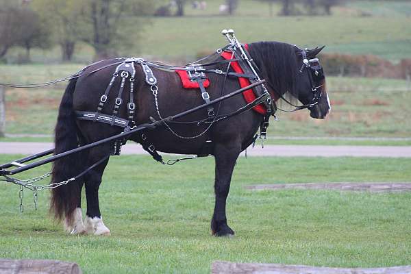 beginner-draft-horse