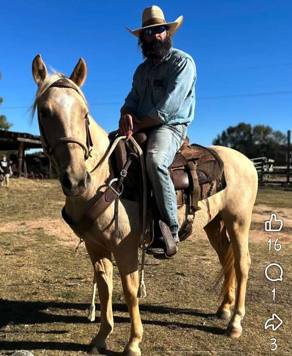 palomino-white-appaloosa-mare