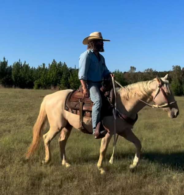 palomino-white-tennessee-walking-mare