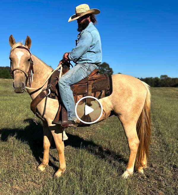 palomino-white-appaloosa-for-sale