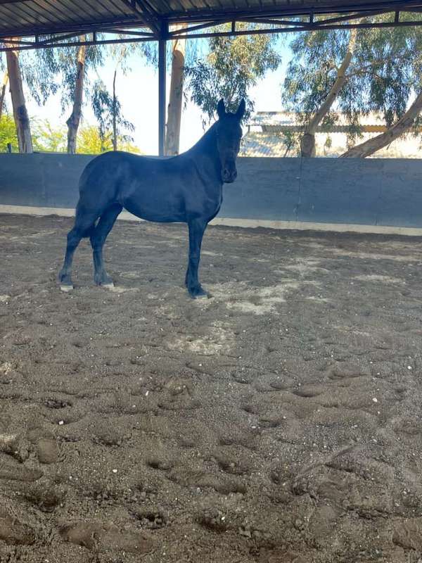 14-hand-filly