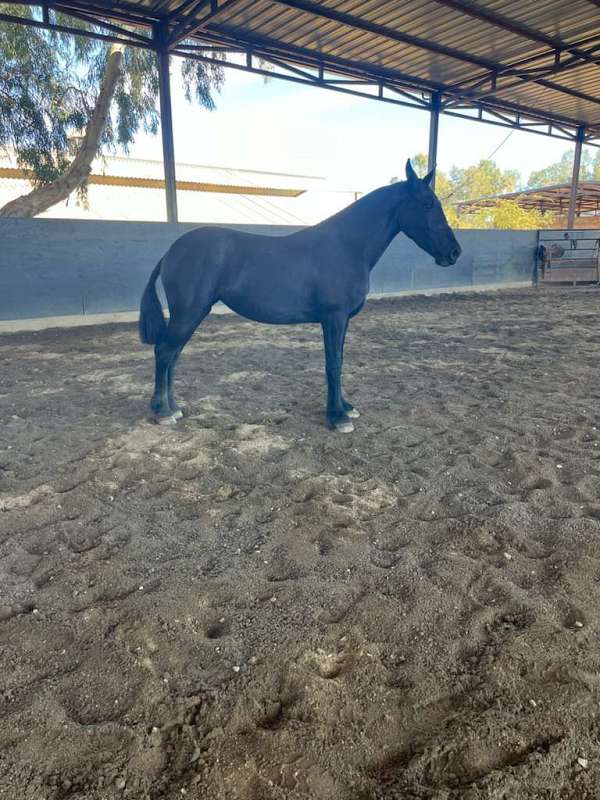14-hand-friesian-filly