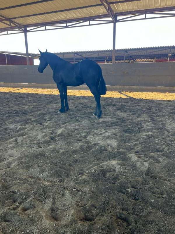 14-hand-friesian-horse