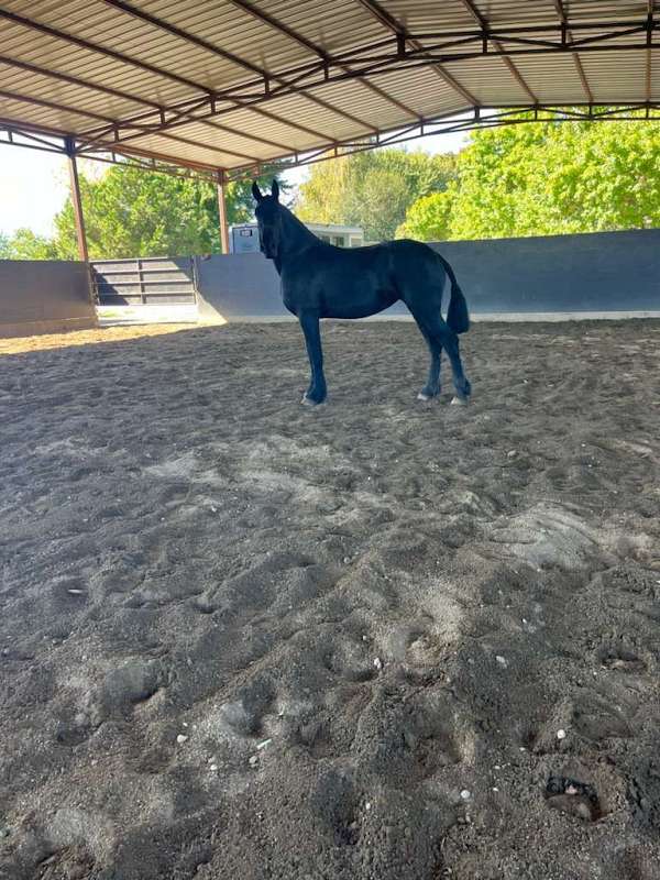fhana-friesian-filly