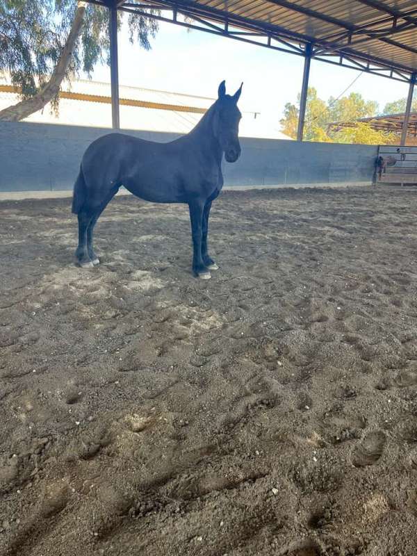 fhana-friesian-horse