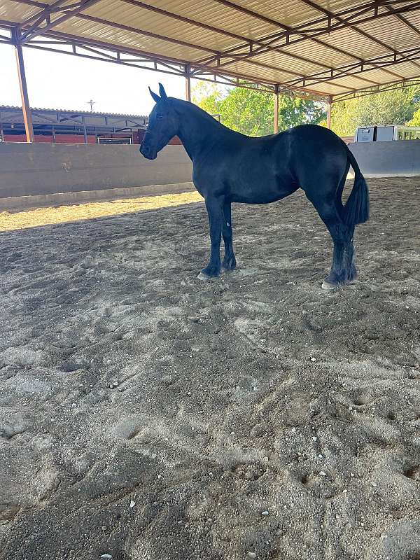 friesian-filly