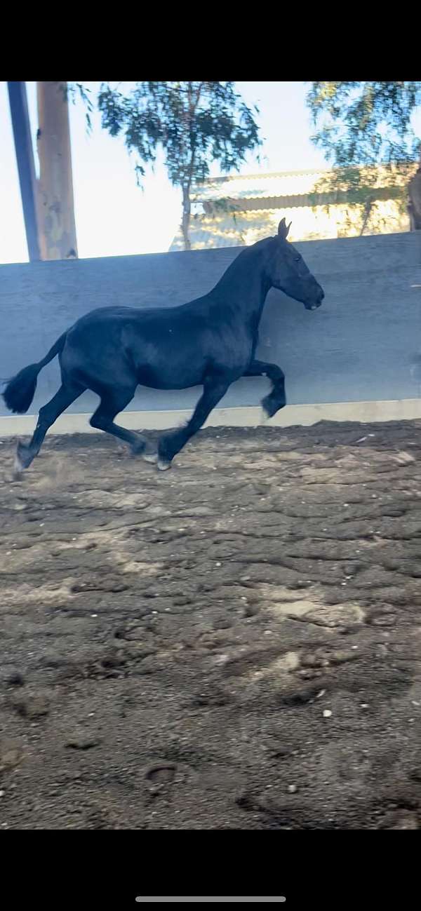 fhana-horse